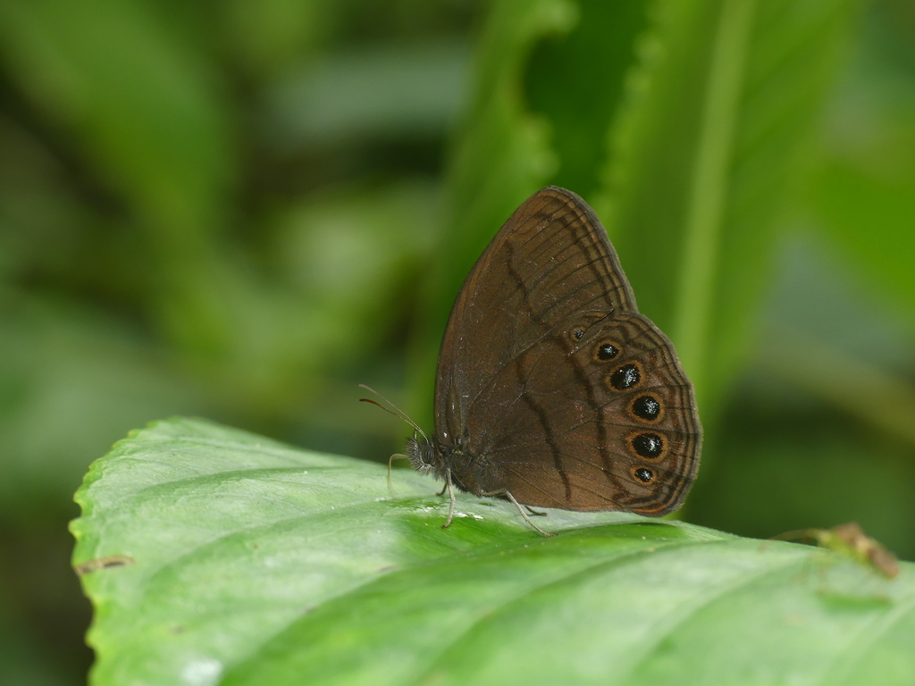 Zischkaia argyrosflecha