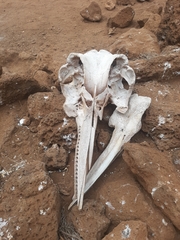 Delphinidae