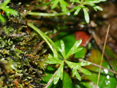 Ranunculus glabrifolius