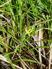 Ranunculus glabrifolius