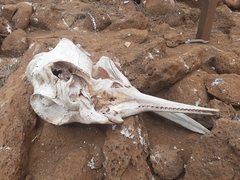Delphinidae