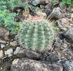 Melocactus macracanthos
