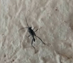 Evania appendigaster