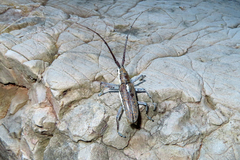 Neoptychodes trilineatus