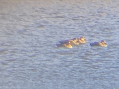 Mareca strepera strepera