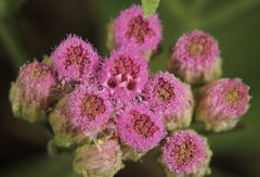 Pluchea odorata odorata