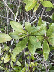 Morella caroliniensis