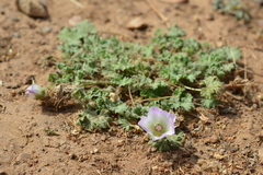 Sphaeralcea purpurata