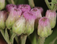 Pluchea odorata odorata