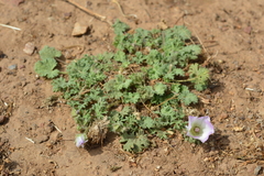 Sphaeralcea purpurata