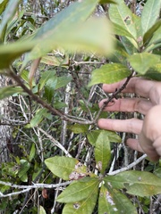 Morella caroliniensis