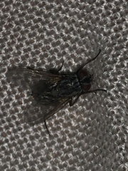 Muscina stabulans