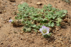 Sphaeralcea purpurata