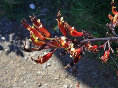 Phormium tenax