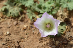 Sphaeralcea purpurata