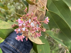 Miconia xalapensis