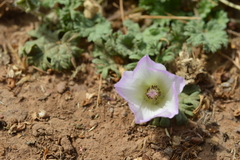 Sphaeralcea purpurata