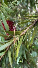 Clitarchus hookeri