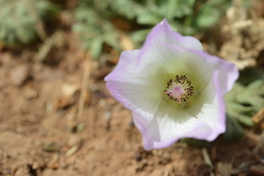 Sphaeralcea purpurata