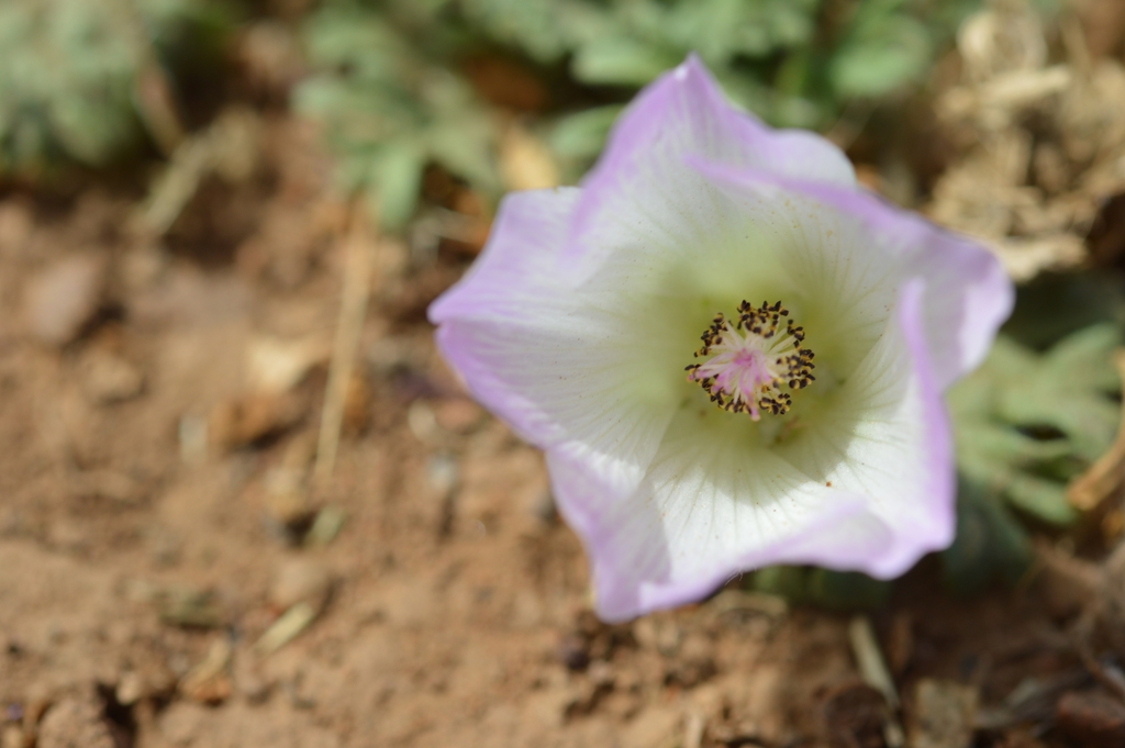 Malva loca