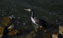 Phalacrocorax punctatus