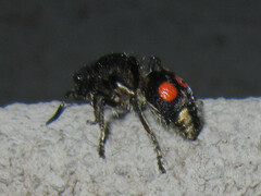 Hoplomutilla