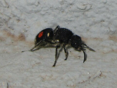 Hoplomutilla