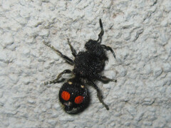 Hoplomutilla