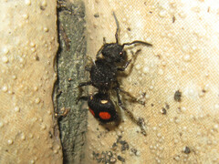 Hoplomutilla