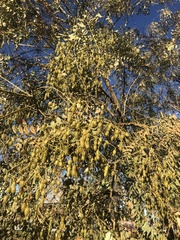Styphnolobium japonicum