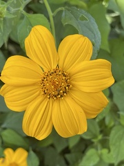 Tithonia diversifolia