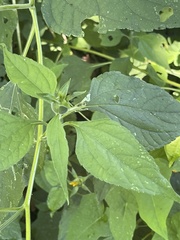 Tithonia diversifolia
