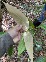 Myrcia isaiana