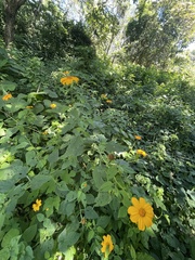 Tithonia diversifolia