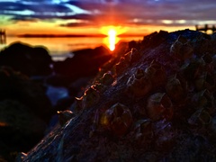 Amphibalanus improvisus