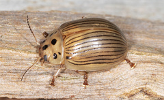 Paropsisterna intacta
