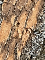 Agrilus planipennis