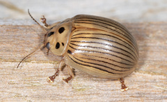 Paropsisterna intacta