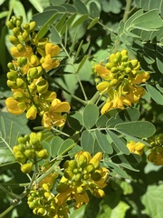 Senna pendula