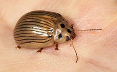 Paropsisterna intacta