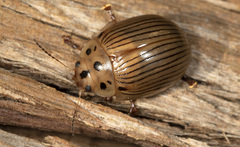 Paropsisterna intacta