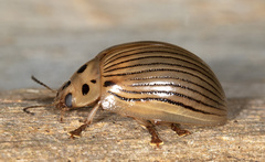 Paropsisterna intacta