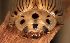 Paropsisterna intacta