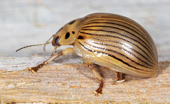 Paropsisterna intacta