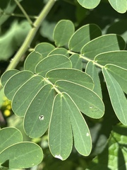 Senna pendula