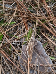 Aptenopedes