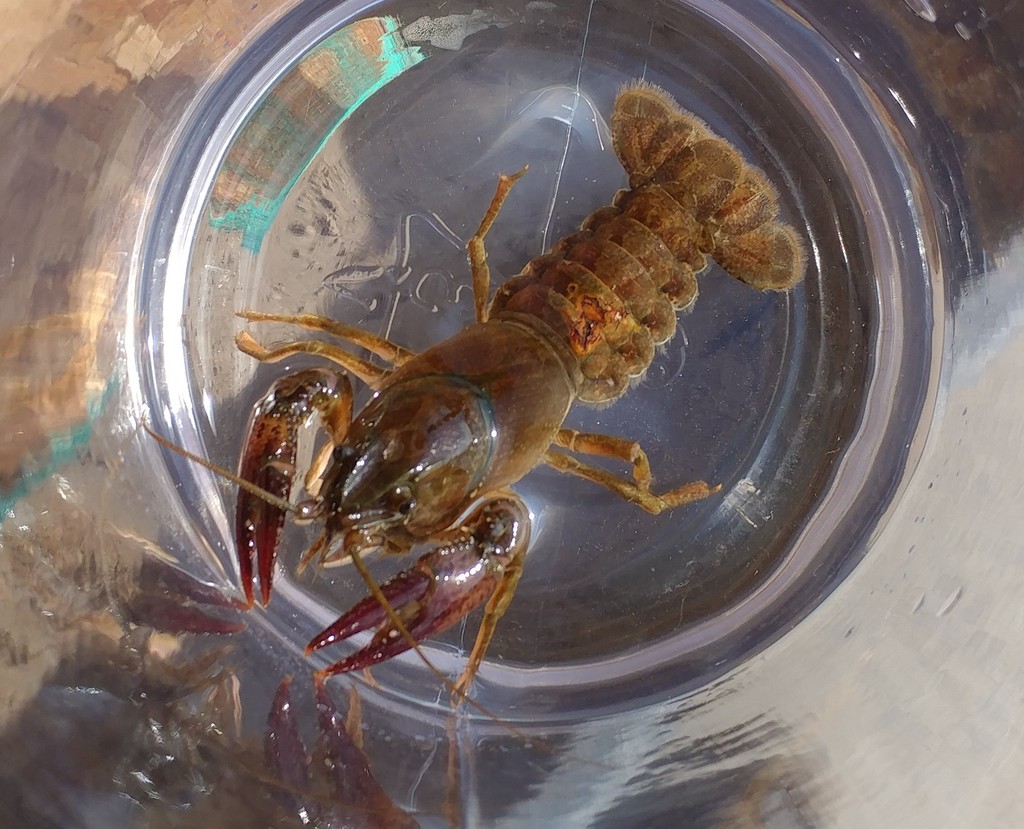 Calico Crayfish