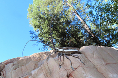Neoptychodes trilineatus