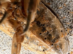 Trichomyrmex destructor