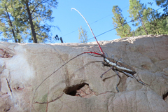 Neoptychodes trilineatus